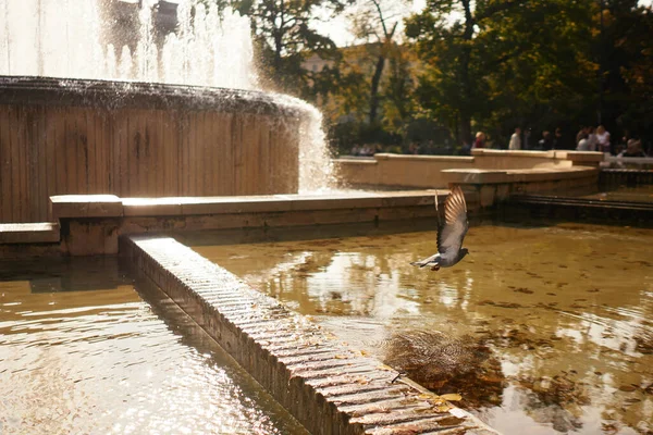 Vista Della Città Bella Fontana Piccione Che Vola Sopra Esso — Foto Stock