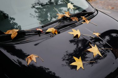 Sonbahar sahnesi: Sarı yapraklar siyah bir arabanın üzerine düşüyor