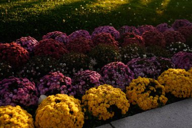 Yaz kenti parkında sıralanmış sarı, pembe ve kırmızı çiçekler.