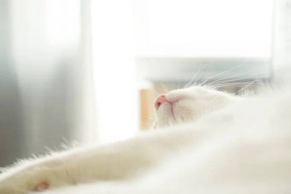 Симпатичная Красивая Маленькая Красно Белая Кошка Спящая Розовым Носом Сцена — стоковое фото