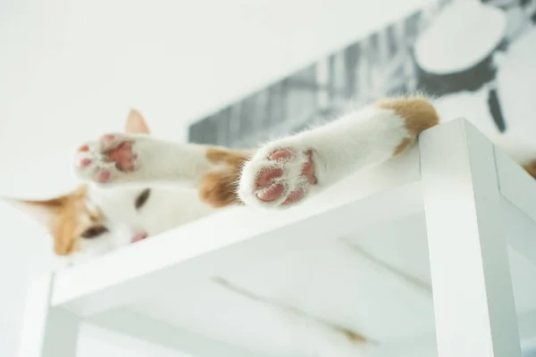 Schattige Kleine Witte Gember Kat Liggend Planken Met Half Gesloten — Stockfoto