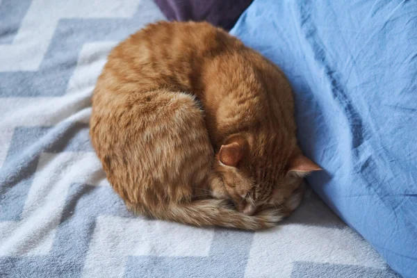 Rudy Kot Leży Łóżku Poduszkami Puszyste Zwierzaki Śpią Tam Rudy — Zdjęcie stockowe