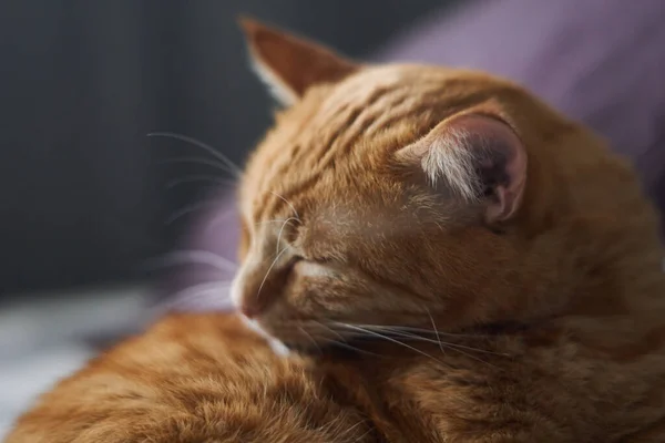 Relaksujący Rudy Kot Liże Włosy Myje Się Trybie Relaksującym Koncepcja — Zdjęcie stockowe
