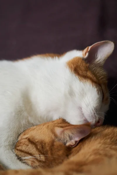 Две Тэбби Кошки Обнимаются Ухаживают Друг Другом Две Кошки Лежат — стоковое фото
