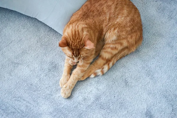 Tatlı, tembel, tekir bir kedi yastığın yanındaki gri battaniyeyle yatakta uyuyor. Eşsiz rahatlama ya da dinlenme kavramı