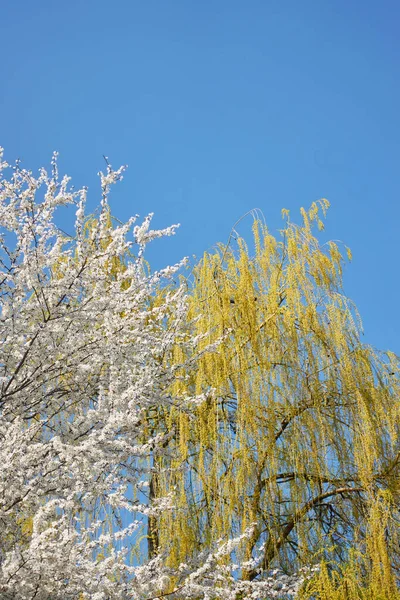 Blossoming White Yellow Colored Trees Daylight Front Blue Sky Copy — Stock Photo, Image