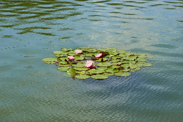 Lírios de água rosa em uma água ondulada 1 — Fotografia de Stock