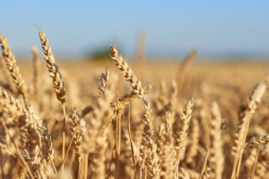 Altın buğday tarlası