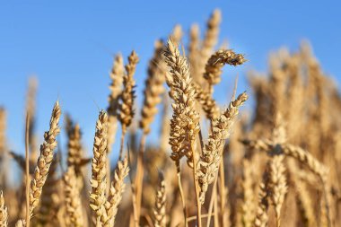 Altın buğday tarlası