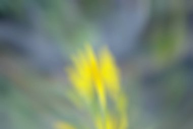 Arka plan bulanık, çiçekler soyut yeşil, mavi ve sarı bokeh ışık