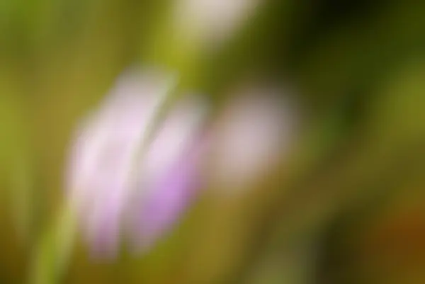 배경을 흐리게, 꽃 추상 그린 및 핑크 bokeh 빛 — 스톡 사진
