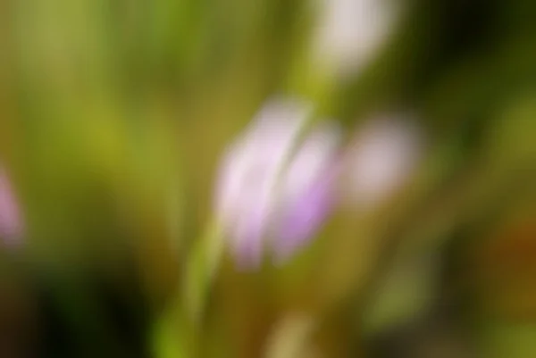 Fondo borroso, flores Luz bokeh multicolor abstracta —  Fotos de Stock