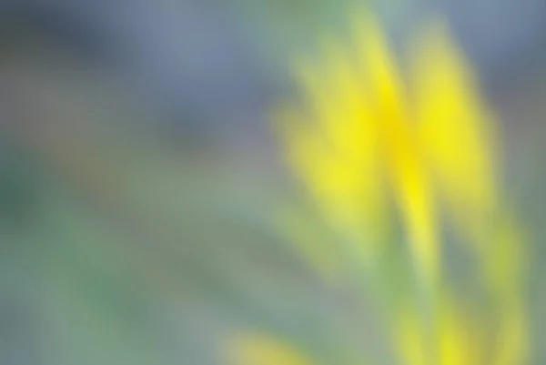 Θολή φόντο, λουλούδια αφηρημένη multi χρώμα bokeh φως — Φωτογραφία Αρχείου