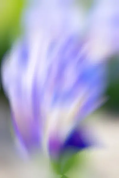 Fondo borroso, flores Luz bokeh azul, violeta y verde abstracta —  Fotos de Stock