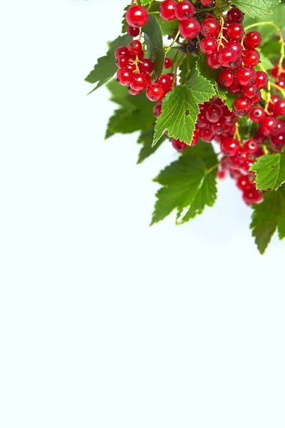 Bando de groselha vermelha suculenta em um galho com folhas verdes no canto superior direito simular — Fotografia de Stock