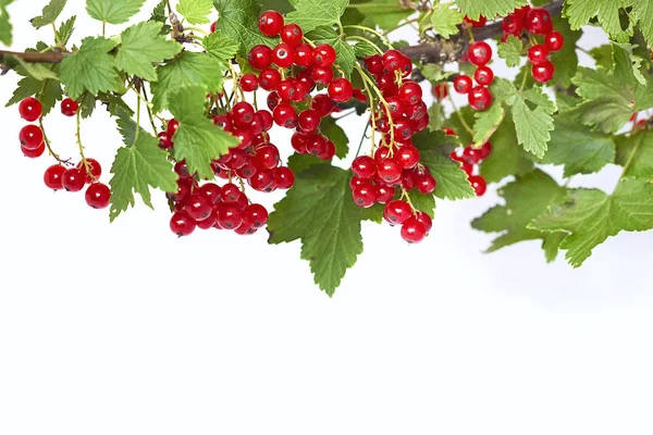 Куча сочной красной смородины на веточке с зелеными листьями в верхней части - макет - горизонтальный — стоковое фото