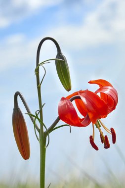 Martagon lily kırmızı çiçek ve Deniz baykal arka plan