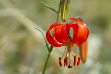 Deniz baykal kırmızı lilyum martagon çiçek