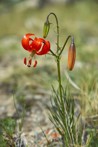 Deniz baykal kırmızı lilyum martagon çiçek