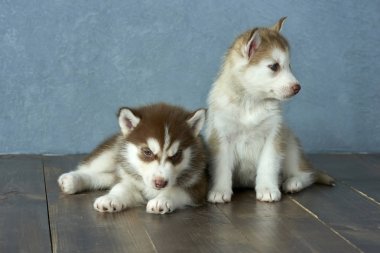 İki mavi gözlü bakır ve hafif kırmızı husky yavrusu ahşap zemin ve gri-mavi arka plan