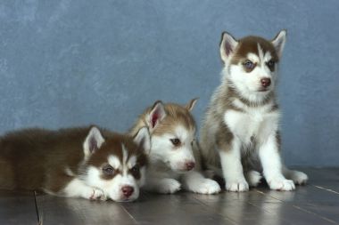 Üç mavi gözlü bakır ve hafif kırmızı husky yavru ahşap zemin ve gri-mavi arka plan