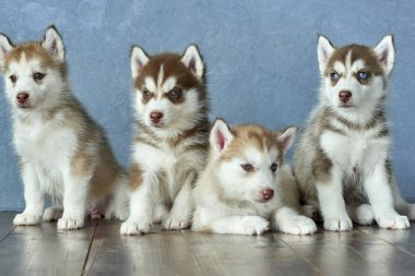 Dört mavi gözlü bakır ve hafif kırmızı husky yavrusu ahşap zemin ve gri-mavi arka plan