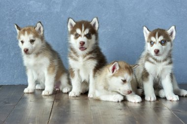 Dört mavi gözlü bakır ve hafif kırmızı husky yavrusu ahşap zemin ve gri-mavi arka plan