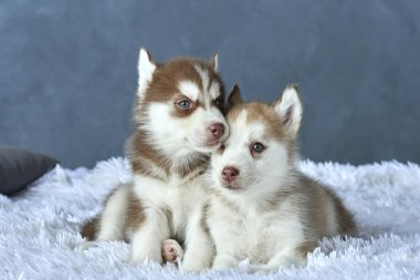 Beyaz battaniye var yalan iki mavi gözlü bakır ve hafif kırmızı husky yavruları