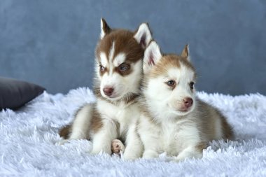 Beyaz battaniye var yalan iki mavi gözlü bakır ve hafif kırmızı husky yavruları