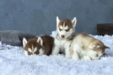 Beyaz battaniye var yalan üç mavi gözlü bakır ve hafif kırmızı husky yavru