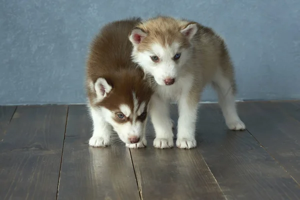Two blue-eyed copper and light red husky puppies on wooden floor and gray-blue background — Stock Photo, Image