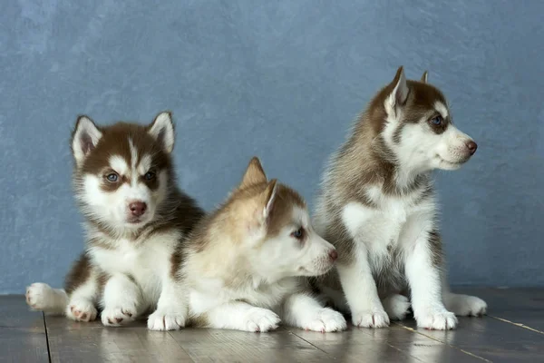 Three blue-eyed copper and light red husky puppies on wooden floor and gray-blue background — Stock Photo, Image