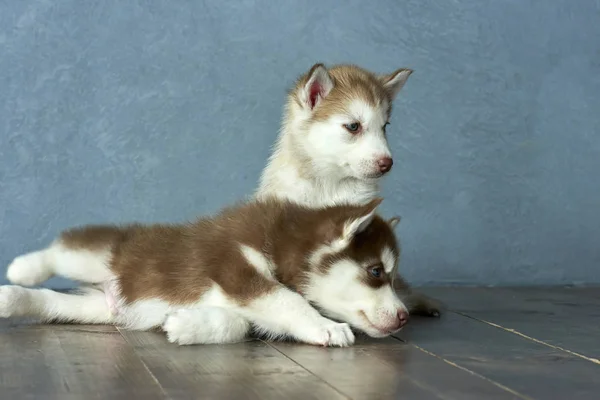 Två blåögda koppar och ljus röd husky valpar på trägolv och grå-blå bakgrund — Stockfoto