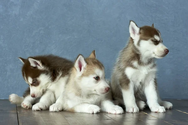 Drie blauwogige koper en lichte rode husky puppy's op houten vloer en de achtergrond grijs-blauw — Stockfoto