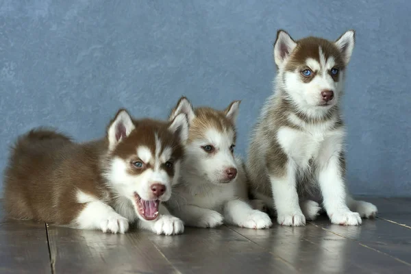 三个蓝眼睛铜和光红沙哑只小狗在木地板和灰蓝色背景上 — 图库照片
