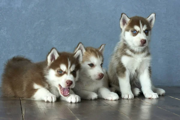 Three blue-eyed copper and light red husky puppies on wooden floor and gray-blue background — Stock Photo, Image