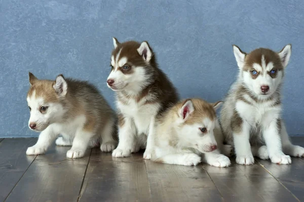 Vier blauwogige koper en lichte rode husky puppy's op houten vloer en de achtergrond grijs-blauw — Stockfoto