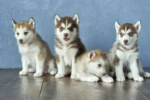 Dört mavi gözlü bakır ve hafif kırmızı husky yavrusu ahşap zemin ve gri-mavi arka plan