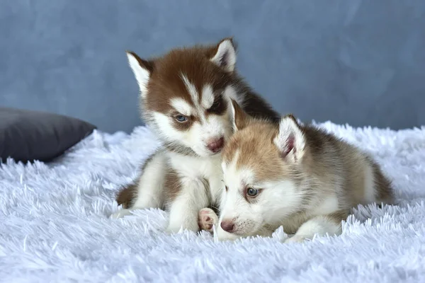 Two blue-eyed copper and light red husky puppies lying on white blanket — Stock Photo, Image