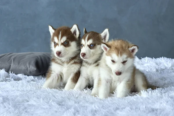 Drei blauäugige kupferfarbene und hellrote Husky-Welpen liegen auf weißer Decke — Stockfoto