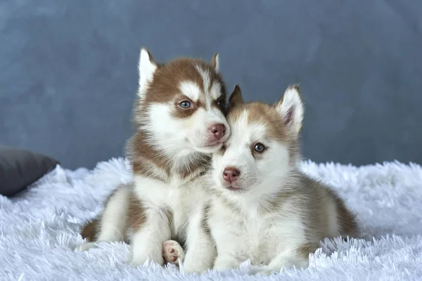 Twee blauwogige koperen en lichte rode husky puppies liggend op witte deken — Stockfoto