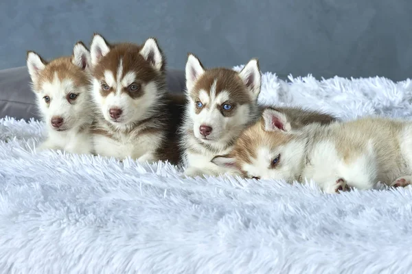 Quatro cachorros de olhos azuis de cobre e luz vermelha husky deitado em cobertor branco — Fotografia de Stock