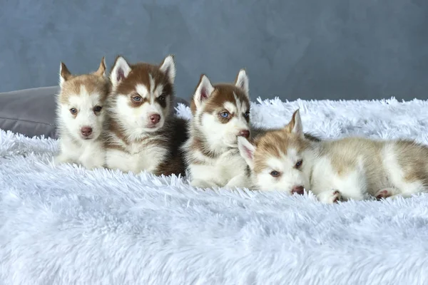 Vier blauäugige kupferfarbene und hellrote Husky-Welpen liegen auf weißer Decke — Stockfoto