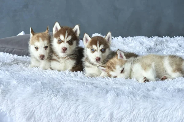 Quatro cachorros de olhos azuis de cobre e luz vermelha husky deitado em cobertor branco — Fotografia de Stock