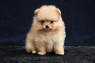 Siyah bir arka plan üzerinde oturan turuncu pomeranian spitz köpek yavrusu