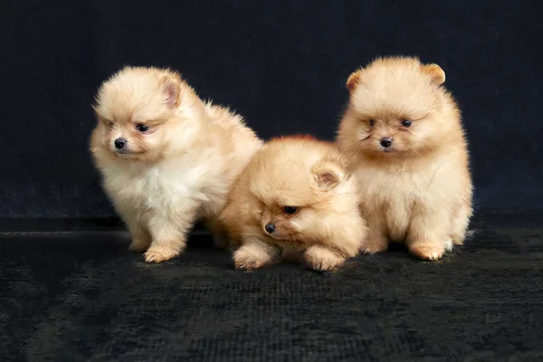 Drie Oranje Spitz Van Pommeren Puppies Zittend Een Zwarte Achtergrond — Stockfoto