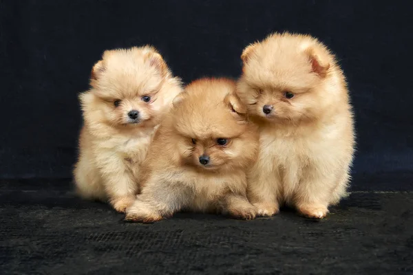 Three Orange Pomeranian Spitz Puppies Sitting Black Background — Stock Photo, Image