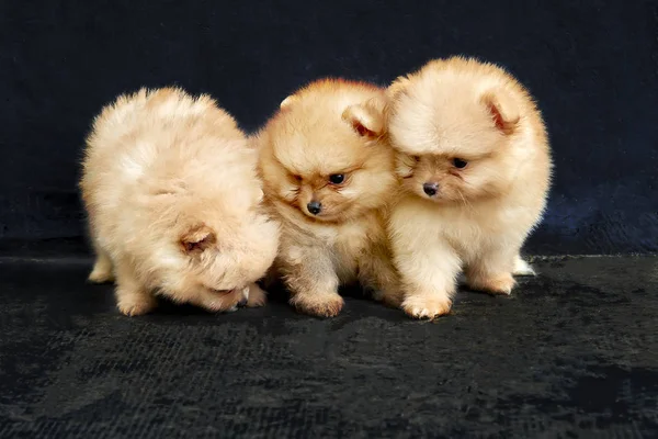 Drie Oranje Spitz Van Pommeren Puppies Zittend Een Zwarte Achtergrond — Stockfoto