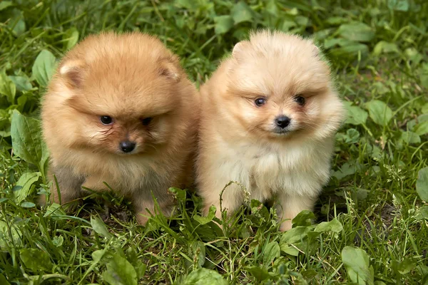 Laranja Pomeranian Spitz Cachorros Estão Sentados Grama Verde — Fotografia de Stock
