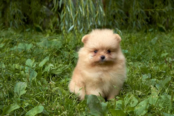 Orange Pomeranian Spitz Chiot Est Assis Sur Herbe Verte — Photo